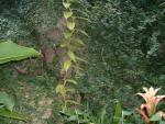 Vanilla planifolia 'Fragrans'